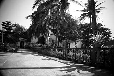 The garden at the entrance, with palms and the verandah railing, in black and white