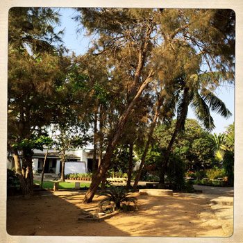 Casuarina trees in the garden